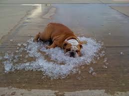 Hot Dog In Ice