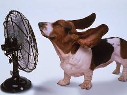 Hot Dog With Fan